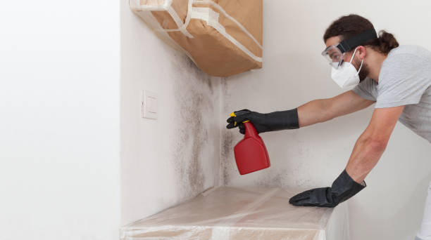 Professional Attic Mold Removal technician working in West Roxbury, MA