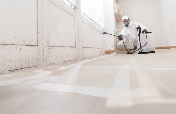 24/7 Emergency Attic Mold Removal experts in West Roxbury, MA